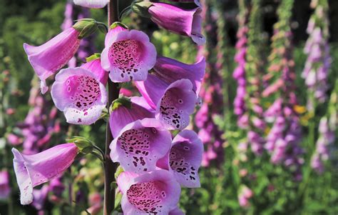 7 Best Tall Growing Perennials For Your Garden Gardening Sun