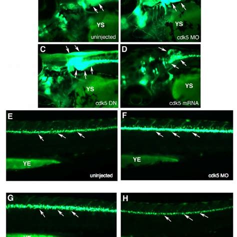 Effect Of Cdk5 Knockdown On Enhanced Motor Neuron Generation In Download Scientific Diagram