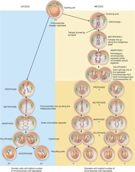 Diagrams Of Mitosis And Meiosis Phases Scientific Designing