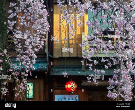 Cherry Blossom in Kyoto Stock Photo - Alamy