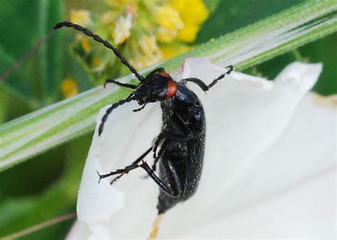 Red Eared Blister Beetle On Bindweed Lytta Auriculata Bugguide Net