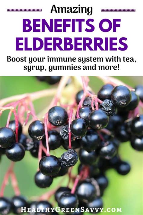 Benefits Of Elderberries Immune Boosting Elderberries Are A Tasty Way