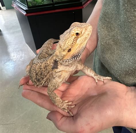 Adopted Pogona Vitticeps Bearded Dragon Sydone Yea