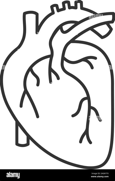 Human Heart Outline Vector