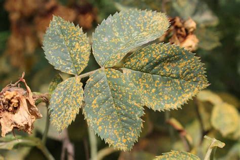 How To Identify And Treat Rose Rust Gardeners Path