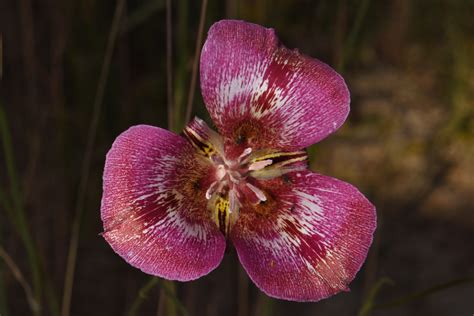 Calochortus Venustus 304 David Daniels Flickr