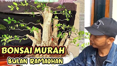 Bonsai Murah Bulan Suci Ramadhan Om Han Youtube