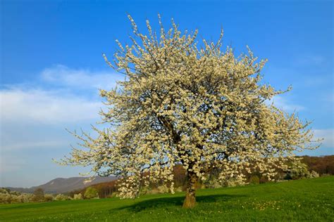 Bing Cherry Tree Leaves