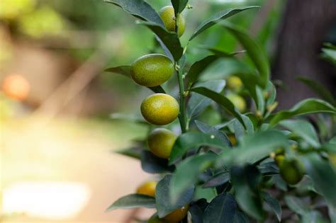 Premium Photo | Close up of organic kumquat fruit on tree