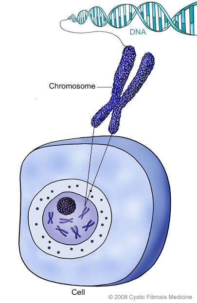 Genetics Cystic Fibrosis Medicine