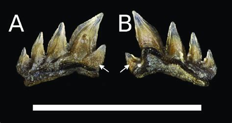 A-B Material. 1 tooth, NHMD-1201349. Description. The tooth consists of ...