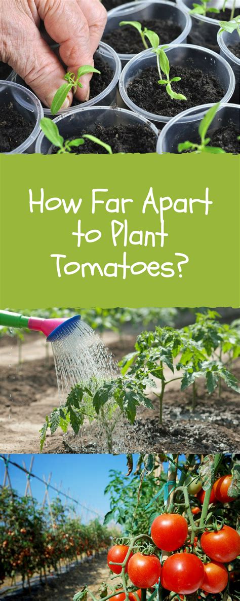 How Far Apart Should I Plant My Tomatoes At Glen Skinner Blog