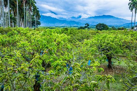 La fruta tropical que está revolucionando el sector agropecuario