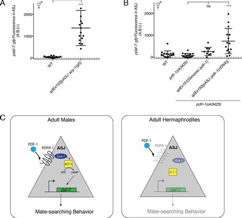 Figures And Data In Pdf 1 Neuropeptide Signaling Regulates Sexually