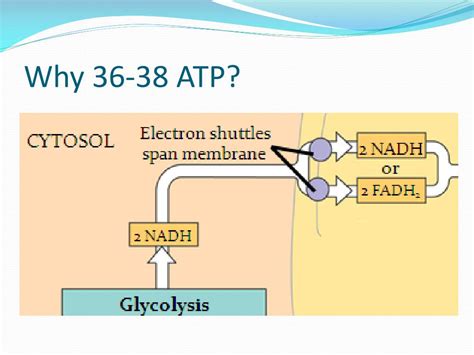 Ppt Electron Transport Chain Powerpoint Presentation Free Download