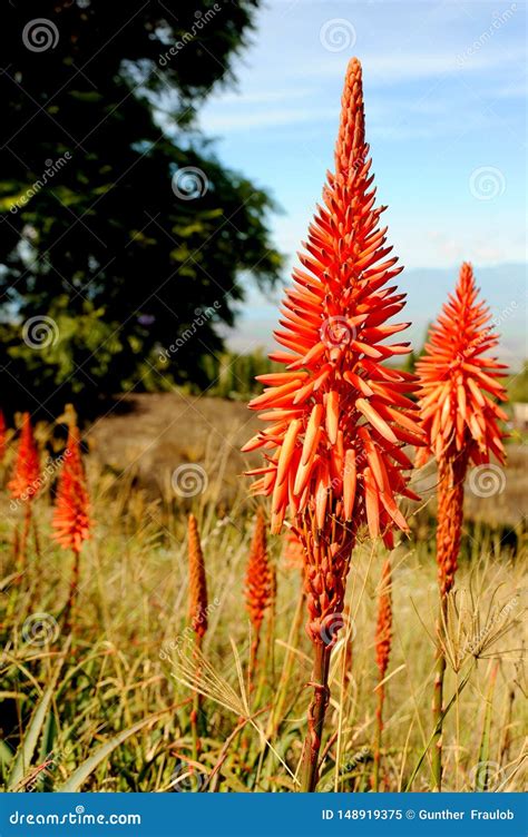 These Aloe Plants Are In Full Bloom With Bright Red And Orange Colors