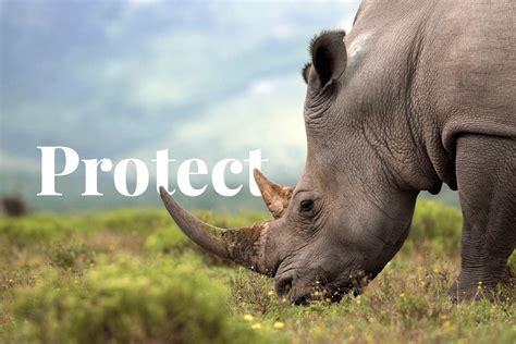 Why Should Endangered Species Be Protected