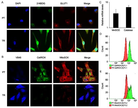 Chemo Resistant Ovarian Cancer Cells Display A Glycolytic Metabolism