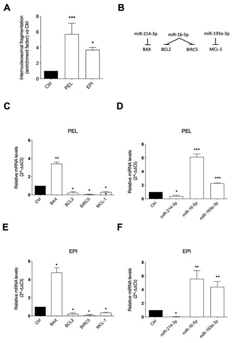 Pelorol PEL And 5 Epi Ilimaquinone EPI Induced Apoptosis In