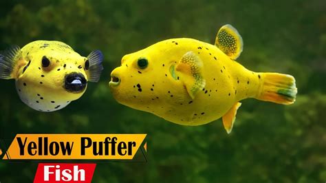 Yellow Puffer Fish - Rare Yellow Color Puffer Fish Facts - YouTube