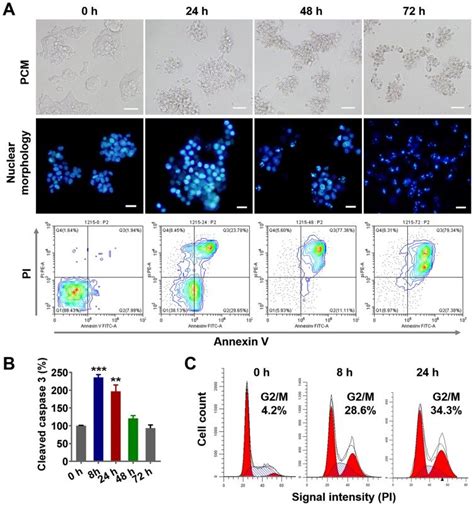 Plga Ptx Inhibits Tumor Spheroid Cell Migration And Invasion Notes