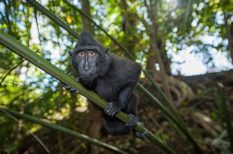 Black-Crested Macaque | Sean Crane Photography