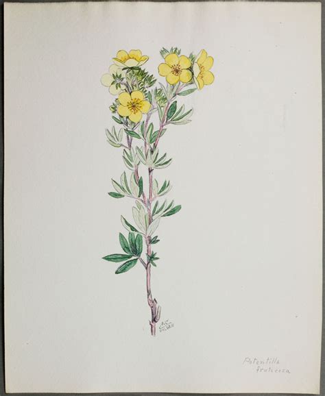 Shrubby Cinquefoil - Prairie Pollination