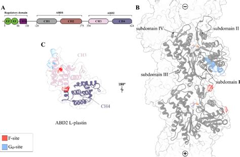 Structure Of L Plastin A Cartoon Of The Domain Structure Of