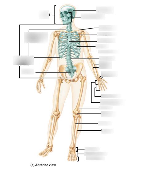 Skeletal System Diagram Quizlet