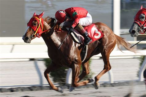 【新馬函館5r】キズナ産駒 マジックサンズが人気に応える 競馬ニュースなら競馬のおはなし