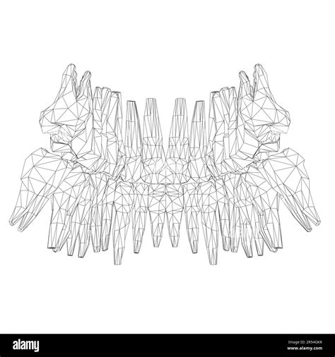 Teeth Wireframe Hand Drawn Different Types Of Human Tooth Collection