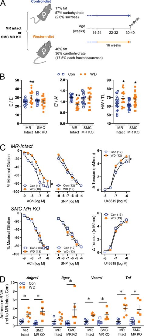 Smooth Muscle Cell Mineralocorticoid Receptor Knockout Smc Mr Ko