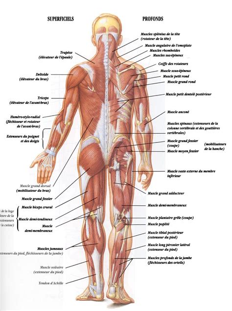 Anatomie Du Corps Muscles Corps Humain Anatomie Corps Humain 240 The