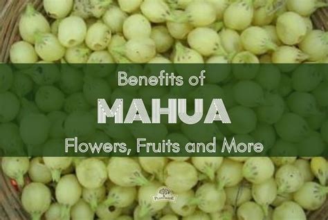 Benefits Of Mahua Flowers, Fruits And More – Plantmade