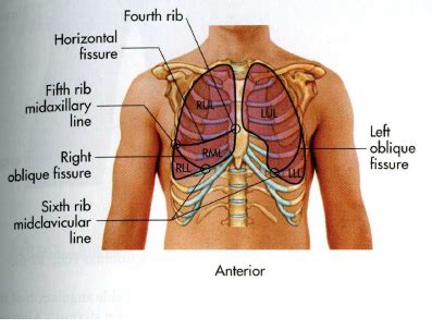 Lung lobe landmarks Flashcards | Quizlet