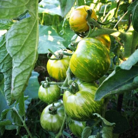 Tomate Green Zebra Graines Bio Les Semences De L Ombelle