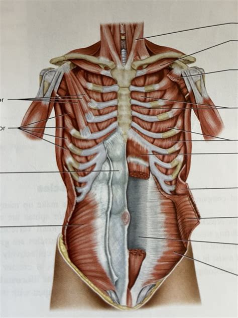 Anterior Muscles Of Thorax Abdomen And Back Part Diagram Quizlet