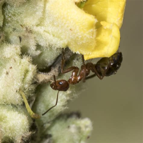 Pallidefulva Group Field Ants From Rockland County NY USA On July 05