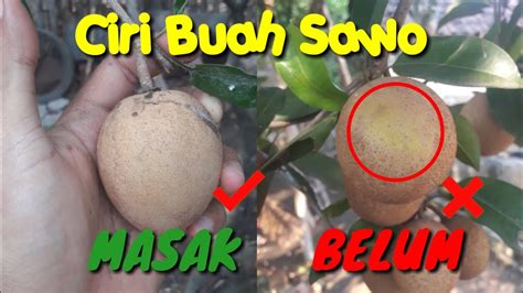 Cara Membedakan Buah Sawo Yang Tua Matang Atau Belum Youtube