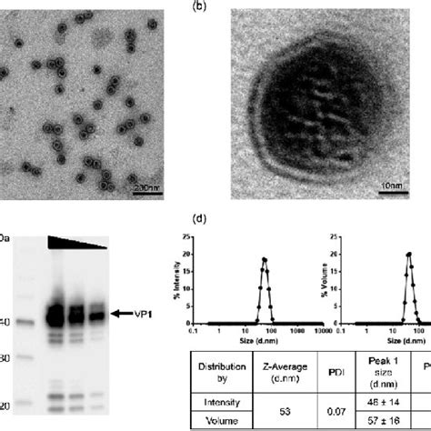 Characterization Of Virus Like Particles VLPs Assembled From