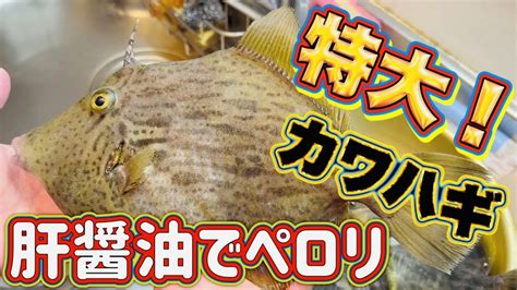 デカすぎ！天然！特大カワハギの肝醤油が絶品すぎた！【カワハギ晩酌】 Youtube