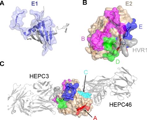 Figure 1 From Structural And Biophysical Characterization Of The HCV