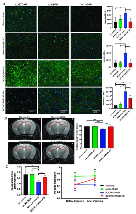 The Effect Of High Mobility Group Box Protein 1 HMGB1 Suppression