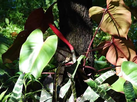 Philodendron Toxic To Cats Plantly