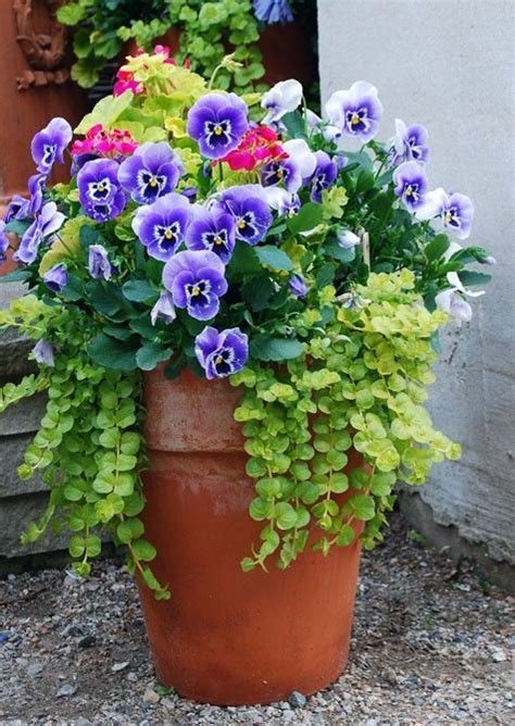 Container Gardening Flowers Garden Containers Container Plants