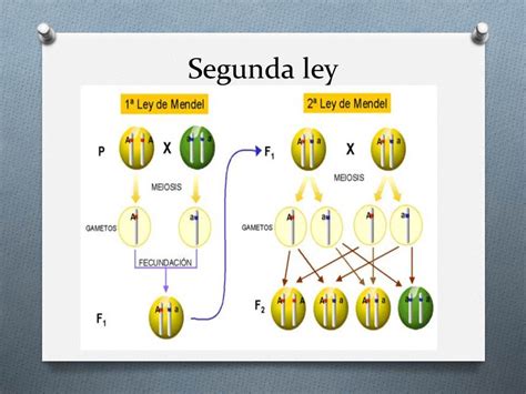 Genetica Leyes De Mendel