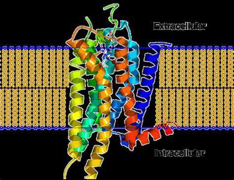 Adenosine A2a Receptor Alchetron The Free Social Encyclopedia