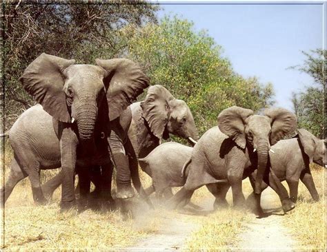 South African Bush Elephants Loxodonta africana africana 덤불코끼리