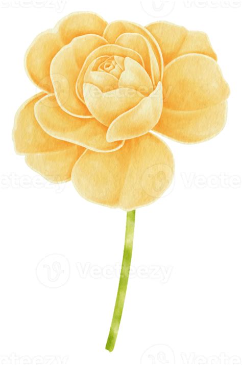 Yellow Rose Flowers Watercolor Illustration 9787033 Png