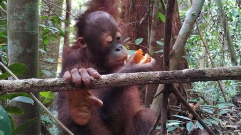 What Do Orangutans Love To Eat The Most Four Paws In South Africa